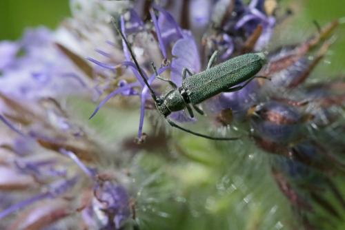 Réf. 232 273 : Opsilia coerulescens